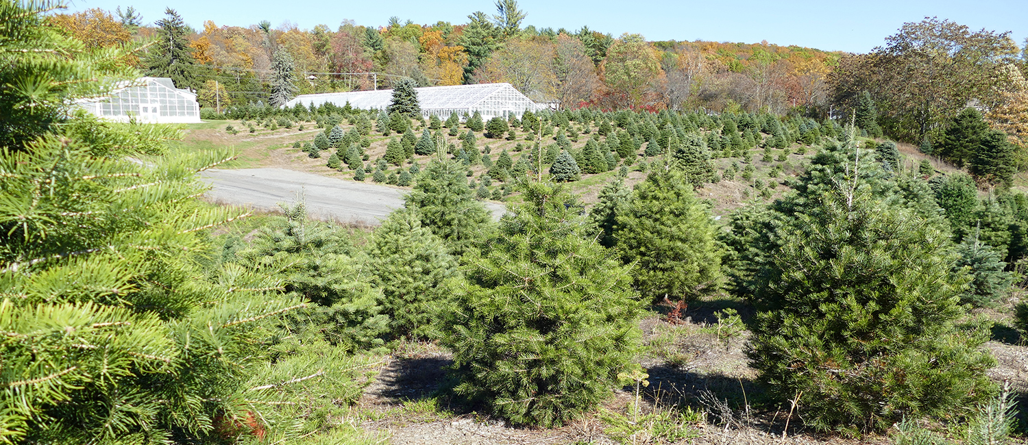 Christmas Tree Varieties main Christmas Tree Varieties at Battenfeld farm