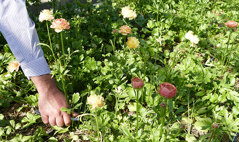 Lance Battenfeld cutting fresh flowers in the greenhouse