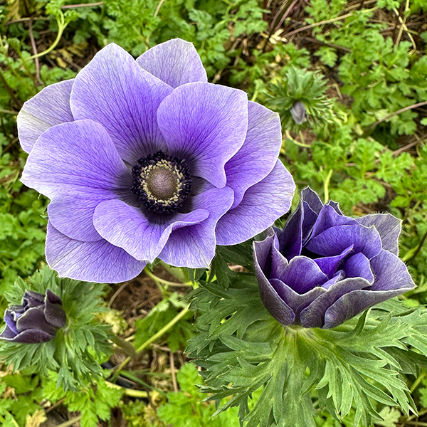 anemone lavendar