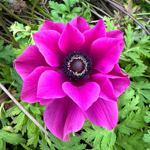 anemone magenta