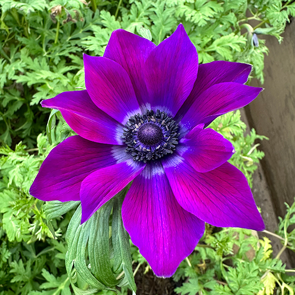anemone purple