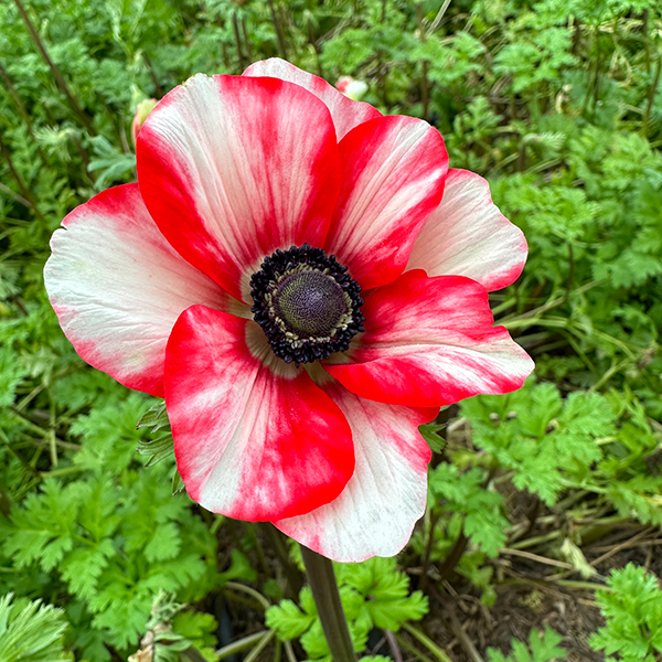 anemone red white