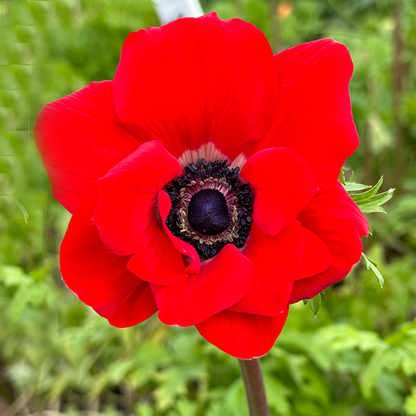anemone red