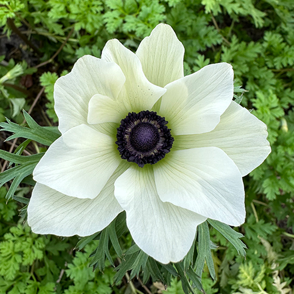 anemone white dark center