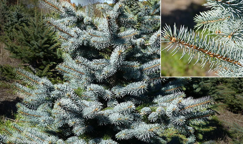 blue spruce blue spruce