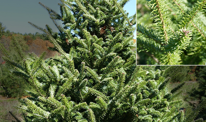 concolor fir concolor fir