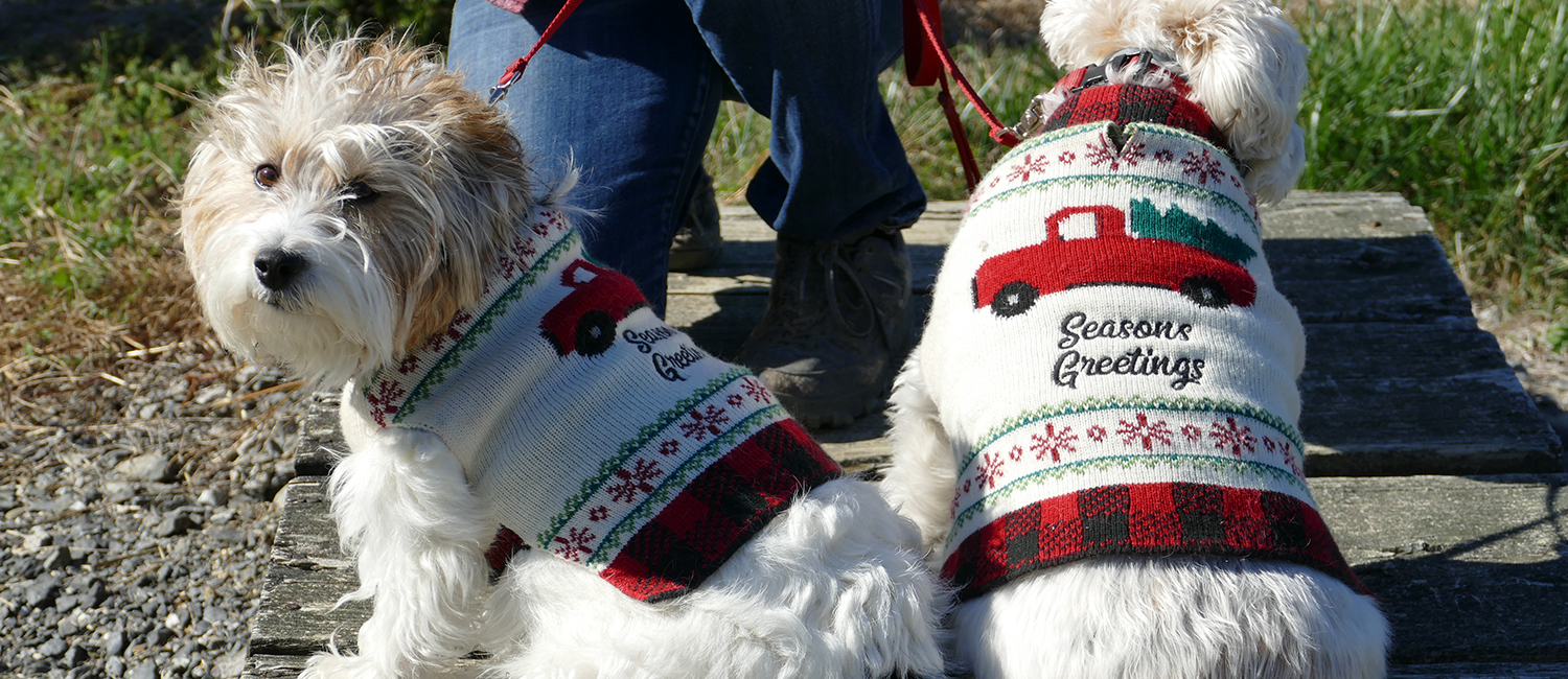 contact main Battenfeld dogs with Seasons Greetings sweaters