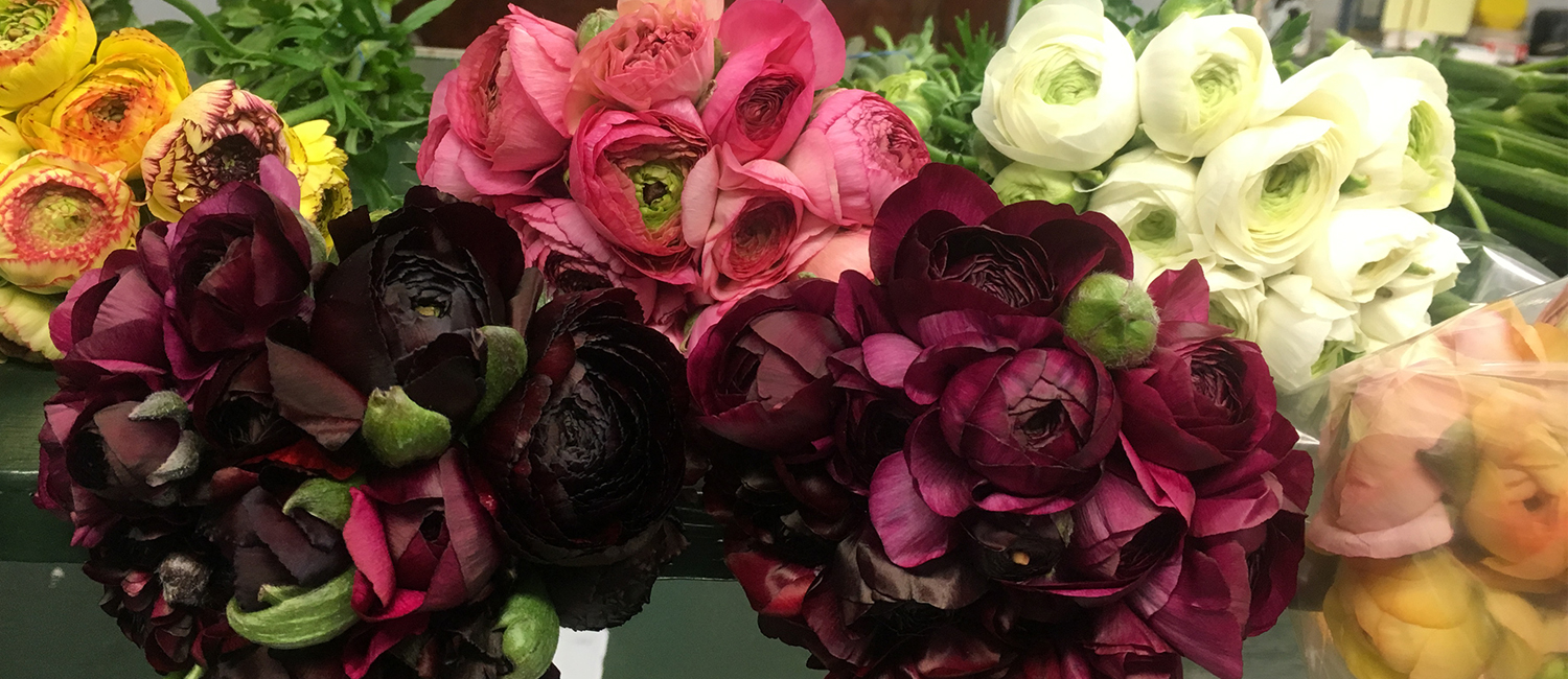 Bunch of cut rununculus