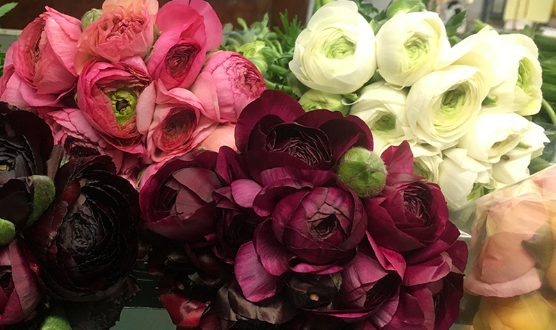 Fresh cut ranunculus