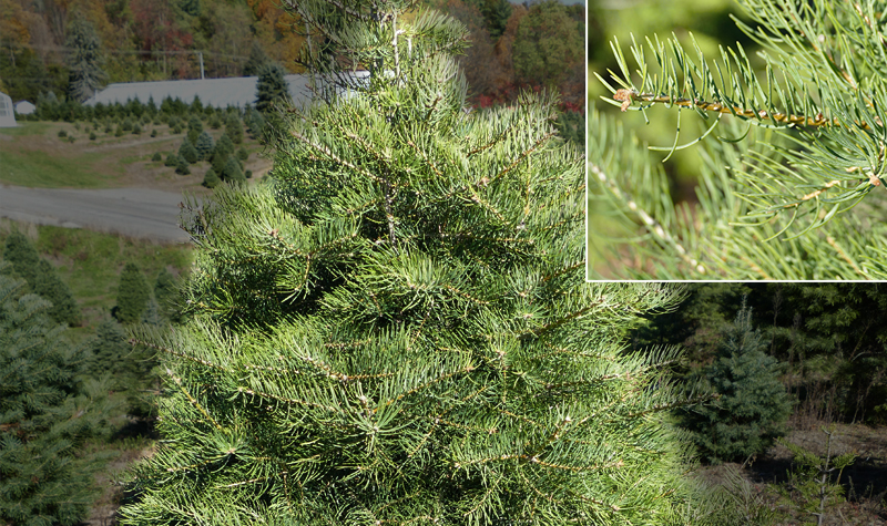 douglas fir douglas fir