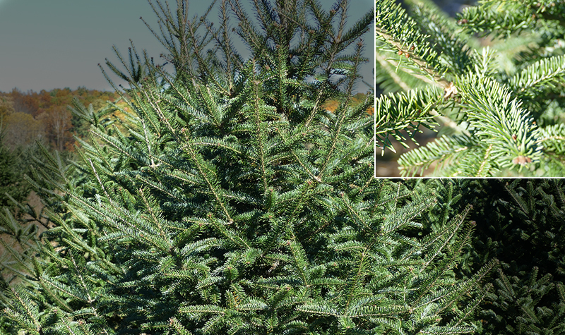 frasier fir frasier fir