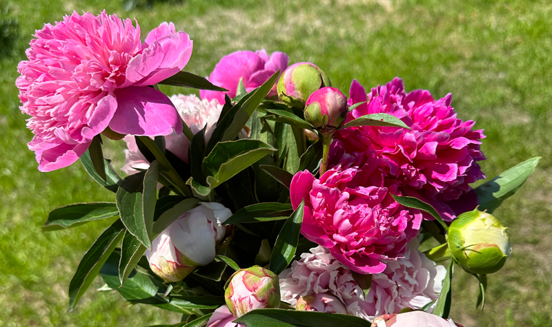 peonies peonies