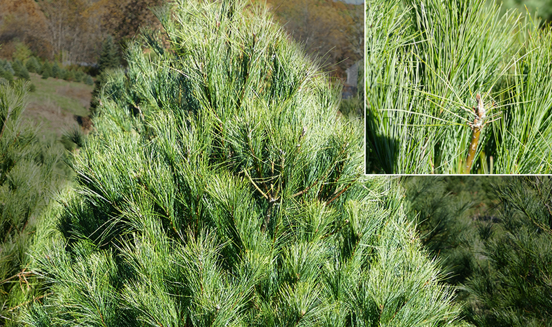 white pine white pine