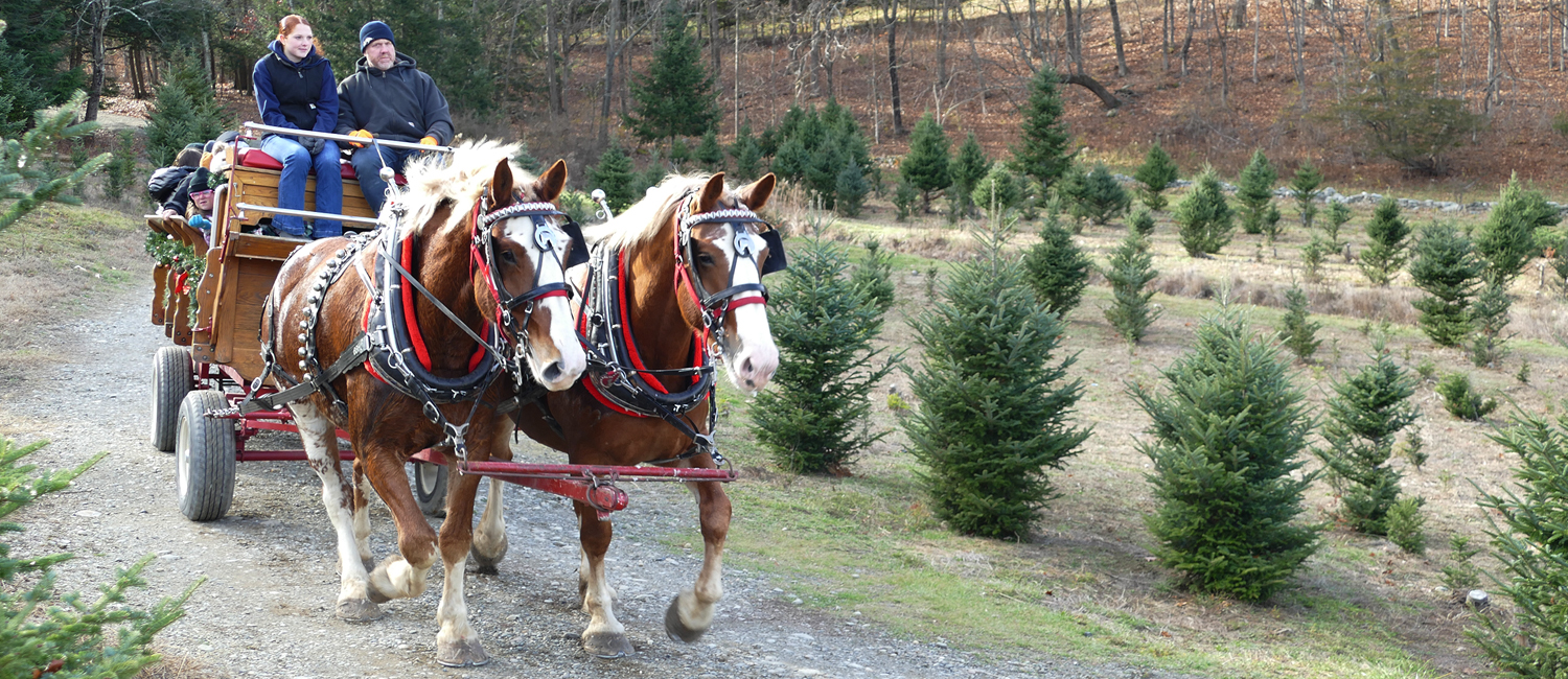 colonel and sassy leading a sleigh ride