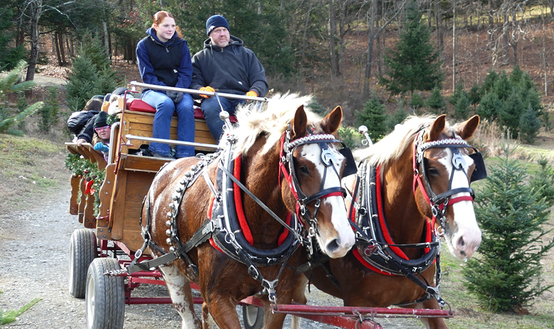 colonel and sassy leading a sleigh ride
