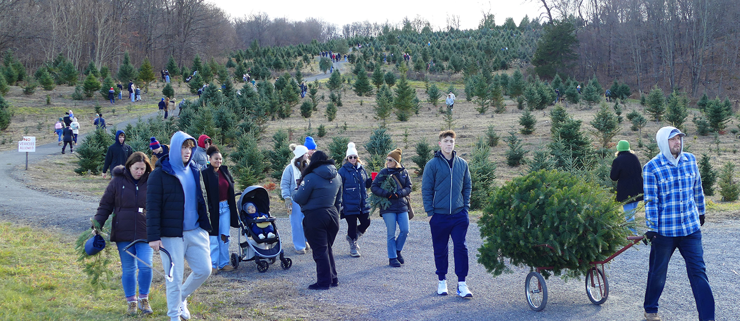 fresh cut tree in cart main fresh cut tree in cart