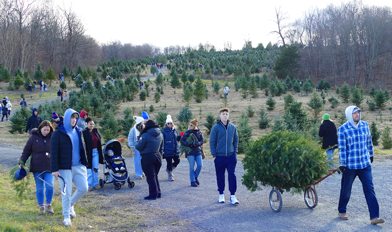 fresh cut tree in cart