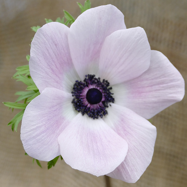 anemone bicolor pink