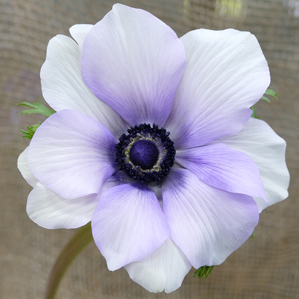 anemone bicolor purple