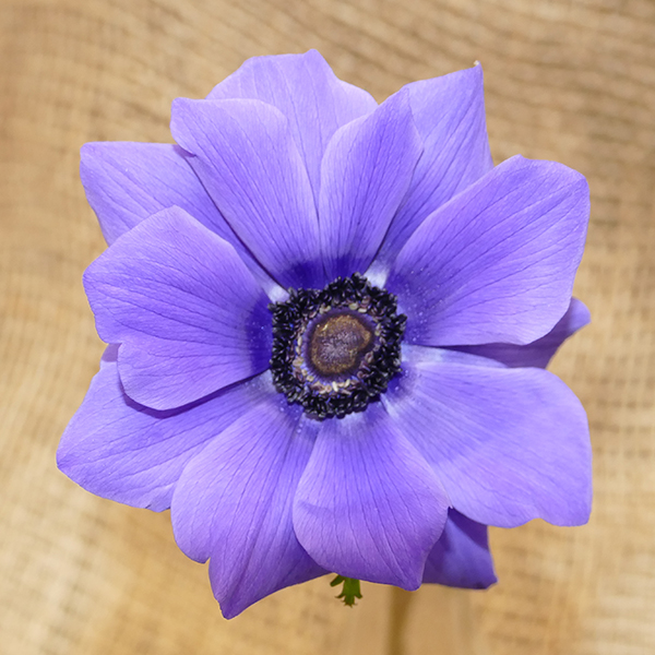 anemone blue