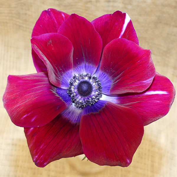 anemone crimson
