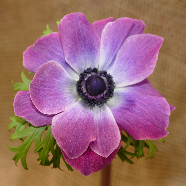 anemone mauve
