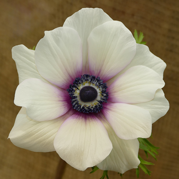 anemone white with purple center