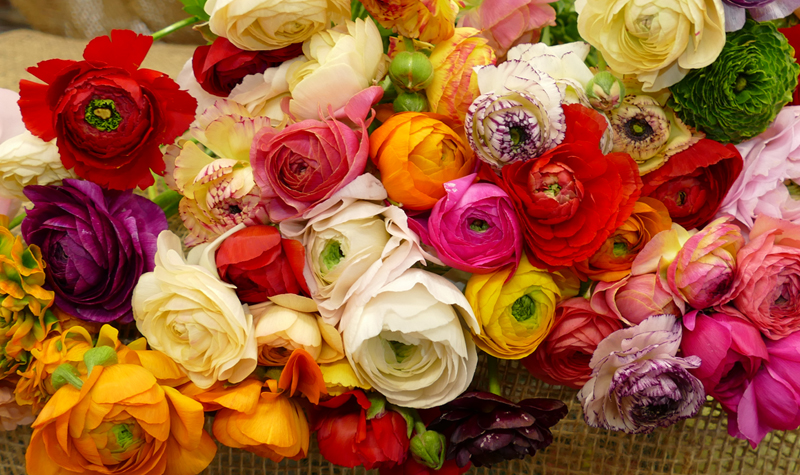 individual ranunculas individual ranunculas