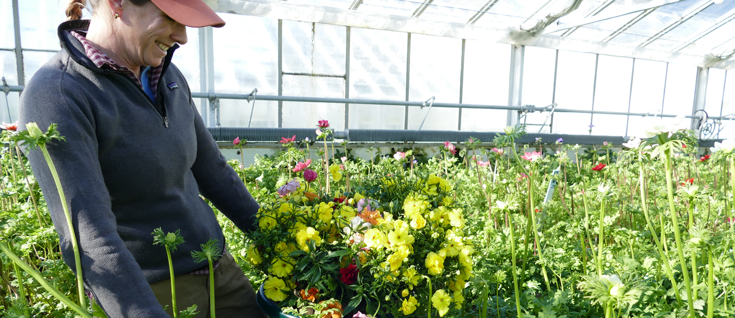 main morgan with ranunculas main morgan with ranunculas