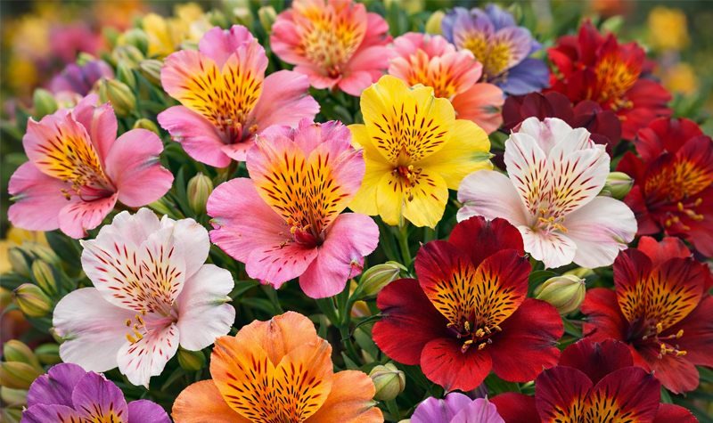 alstromeria alstromeria