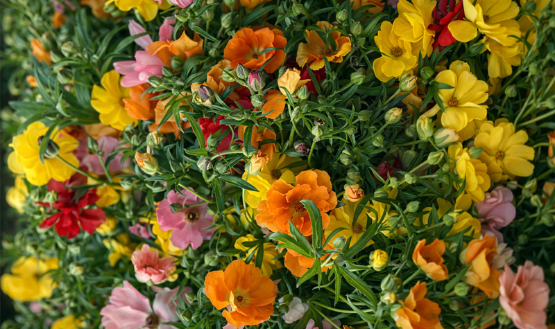 butterfly ranunculus butterfly ranunculus